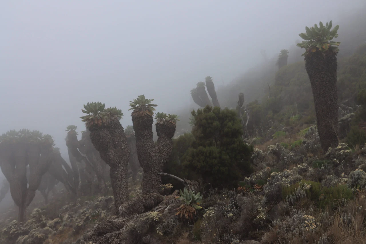 Op de mooiste Kilimanjaro-route, Lemosho, en op andere zuidelijke en westelijke routes ziet u Dendrosenecio kilimanjari