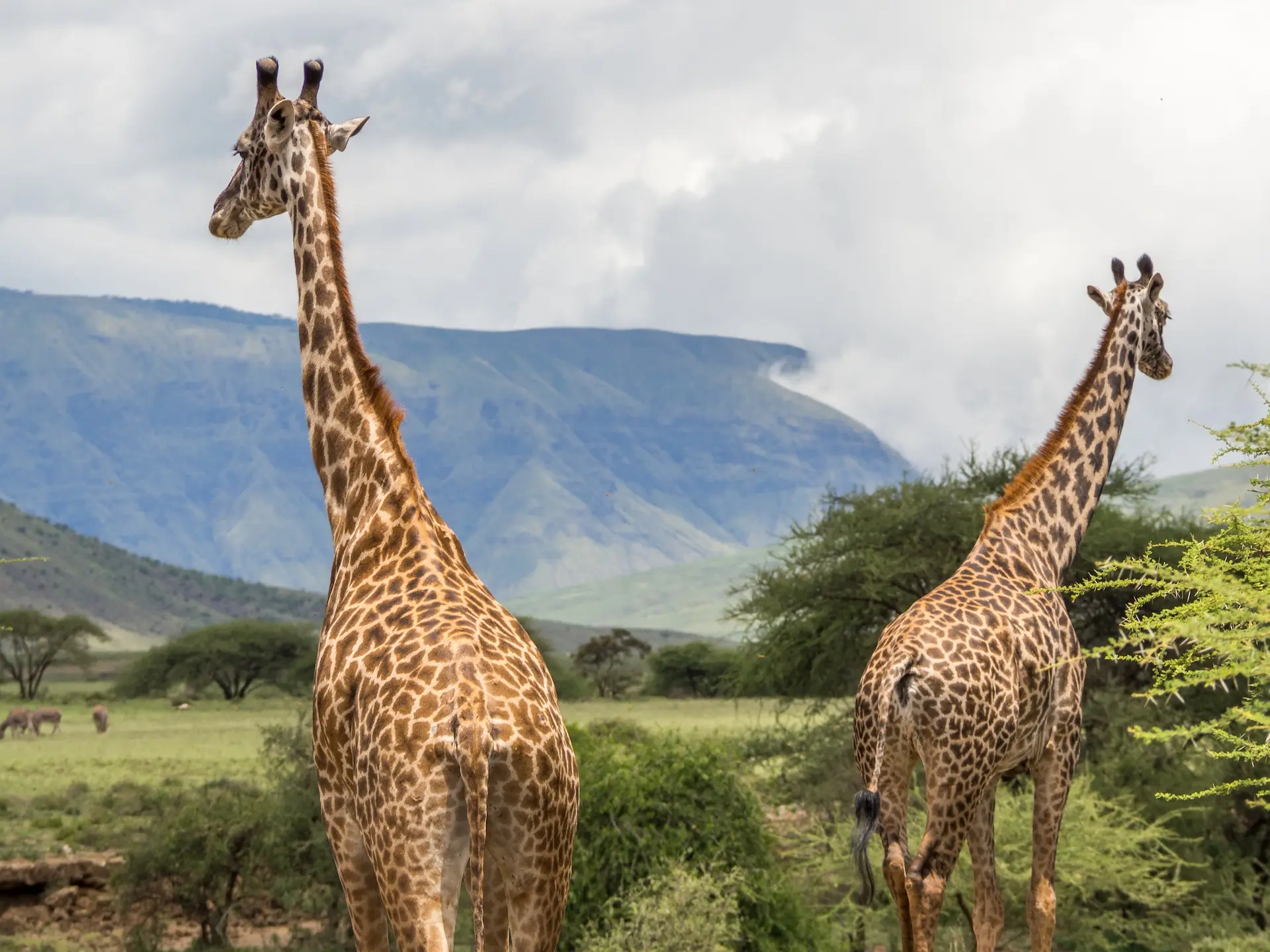 Giraffen bij het Natronmeer