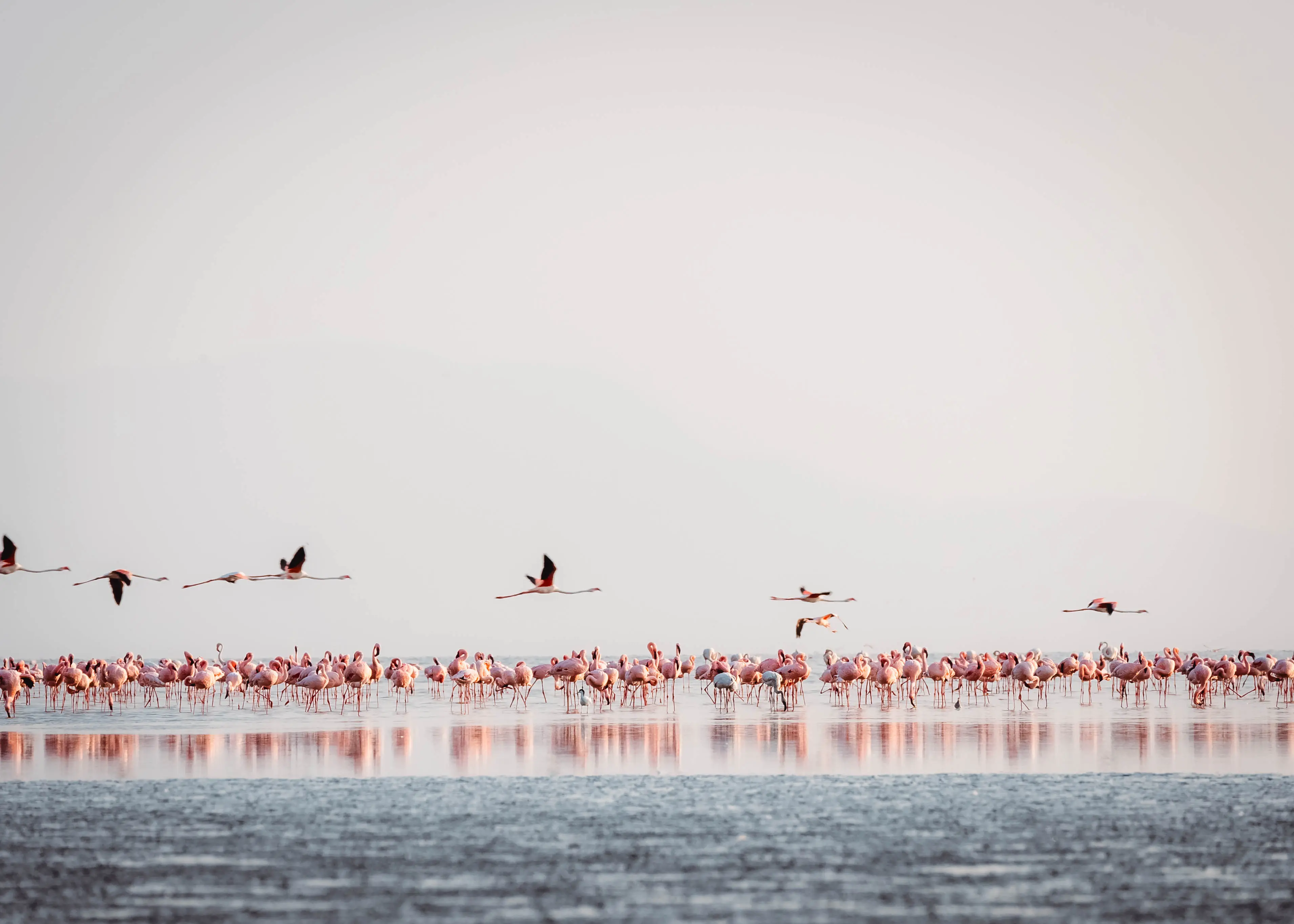 Het Natronmeer, broedgebied van kleine flamingo's. Foto: archief Altezza Travel