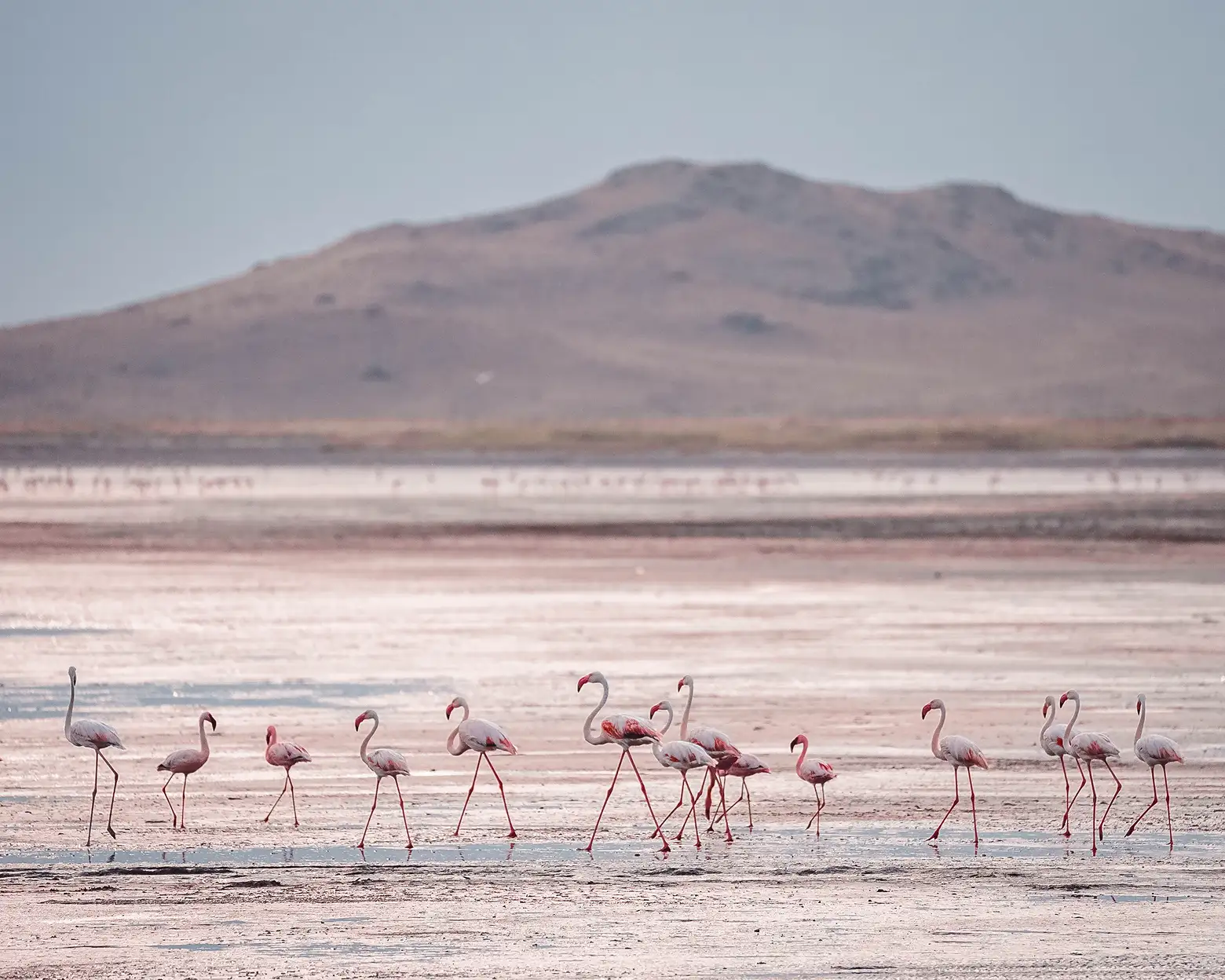 Flamingo's aan de oevers van het Natronmeer. Foto: archief Altezza Travel