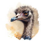 Struisvogel