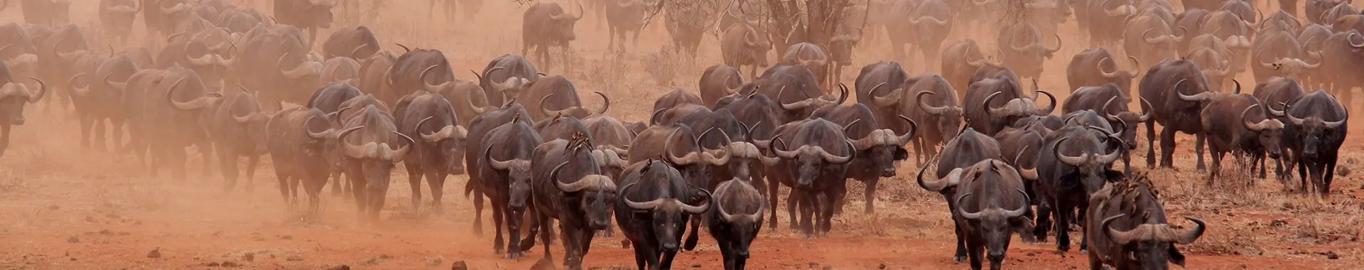 Afrikaanse buffel