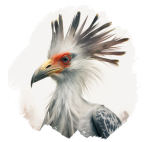 Secretarisvogel
