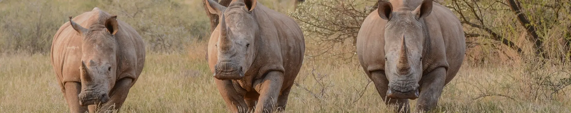 Afrikaanse neushoorn