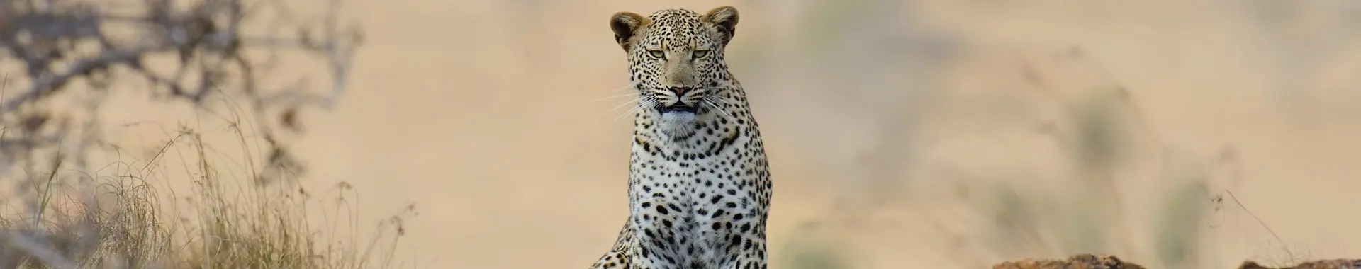 Afrikaanse luipaard