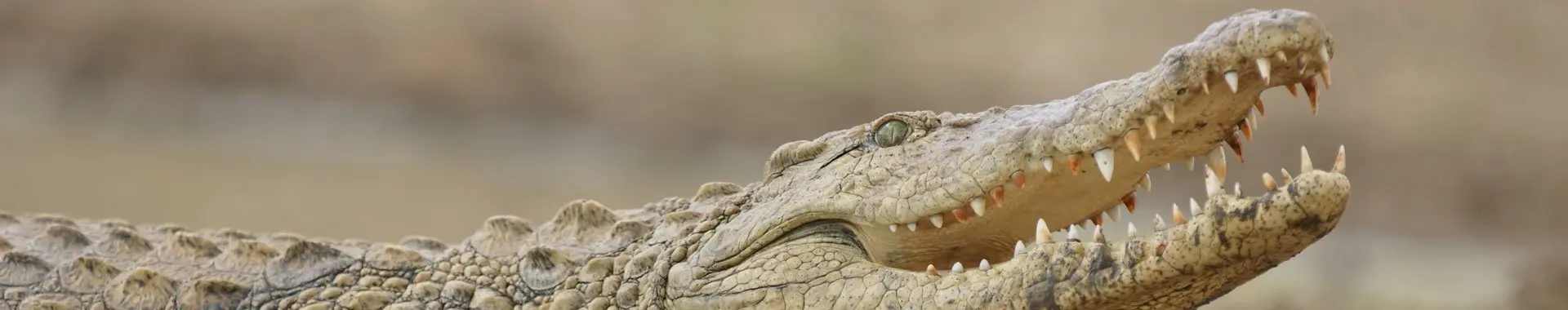 Afrikaanse krokodil