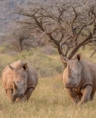 Mkomazi Nationaal Park