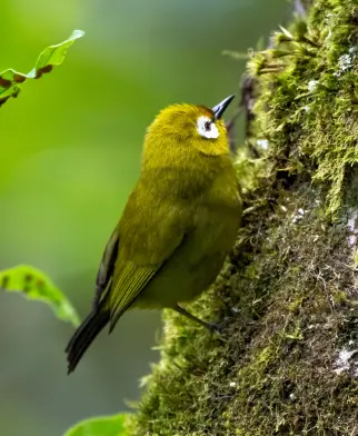 Vogelspotten