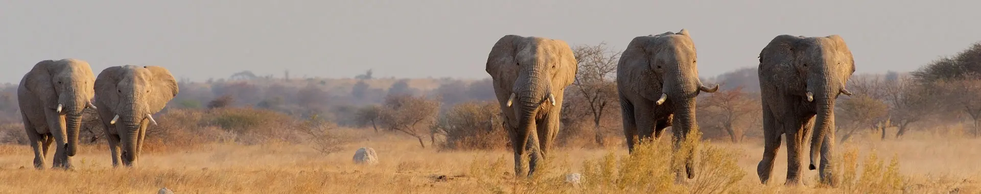 Afrikaanse olifant