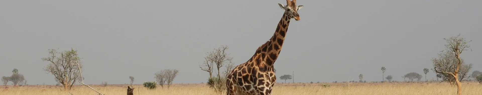 Afrikaanse giraf