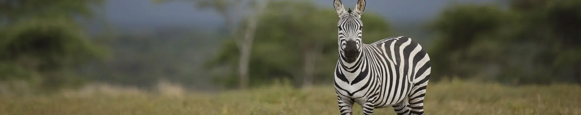 Afrikaanse zebra