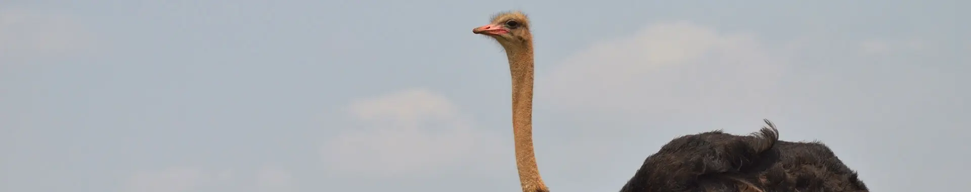 Afrikaanse struisvogel