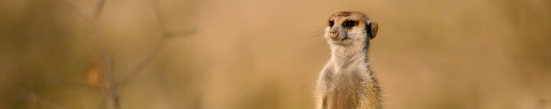 Afrikaanse mangoest