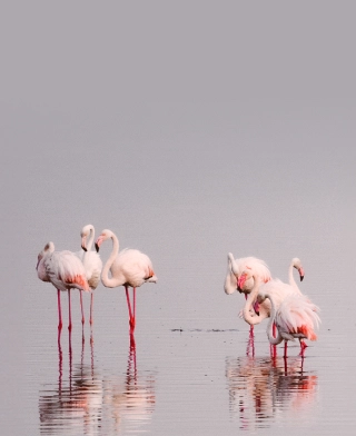 Manyara meer