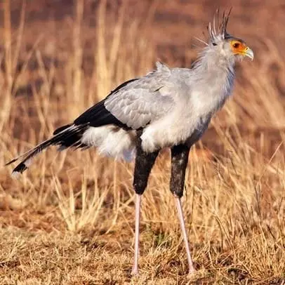 Secretarisvogel