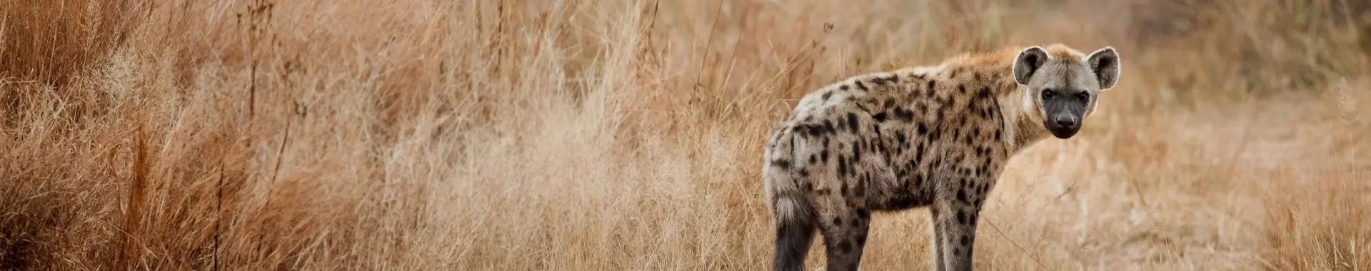 Afrikaanse hyena