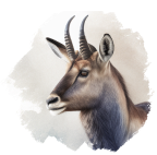 Waterbok