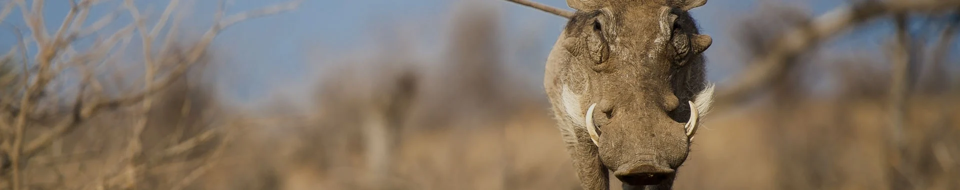Afrikaans wrattenzwijn