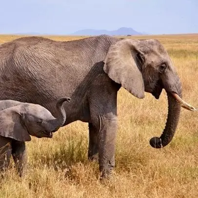 Olifant