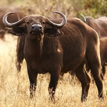 Buffel