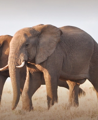 Tarangire Nationaal Park