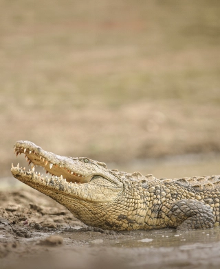 Ruaha Nationaal Park