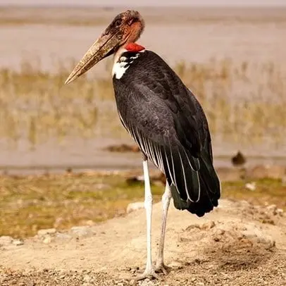 Maraboe