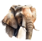 Olifant