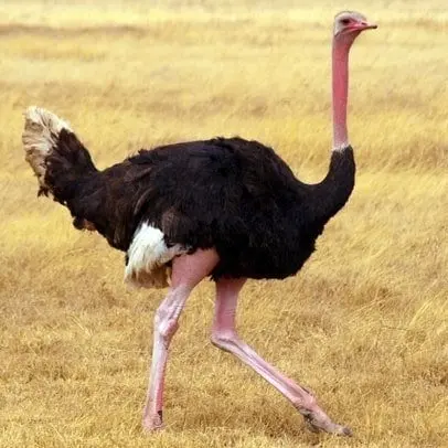 Struisvogel