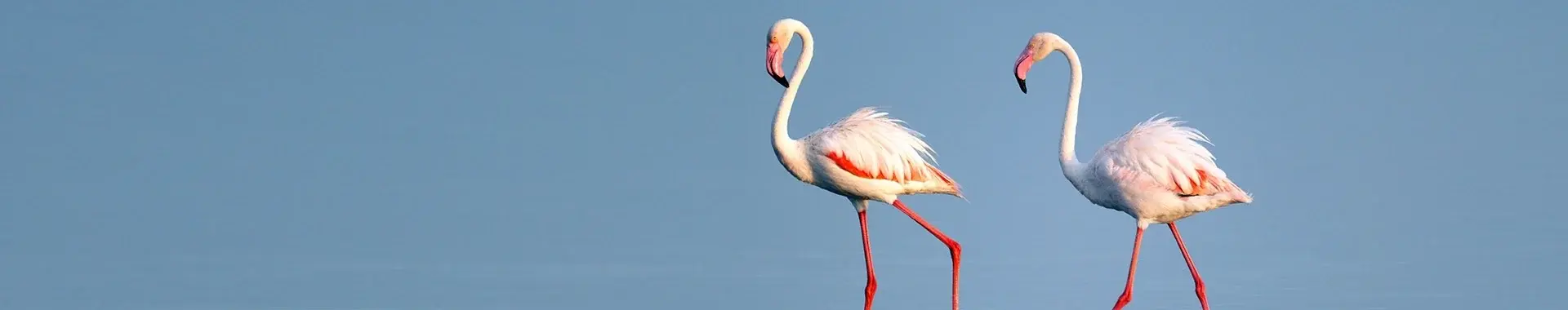 Afrikaanse flamingo