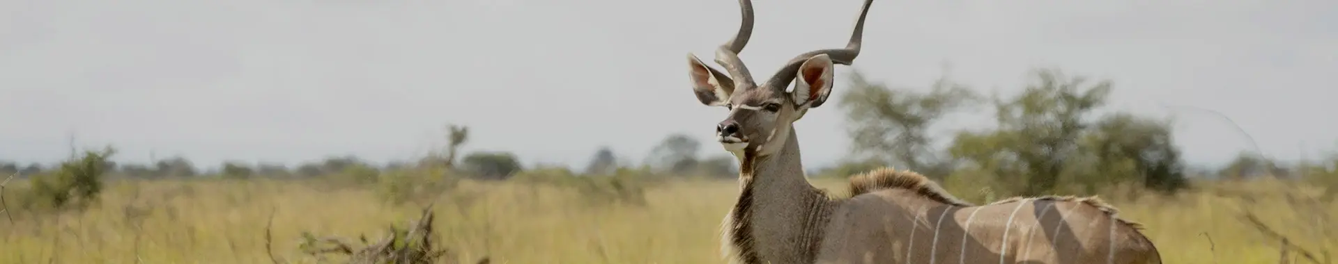 Afrikaanse koedoeantilope