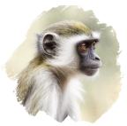 Groene meerkat