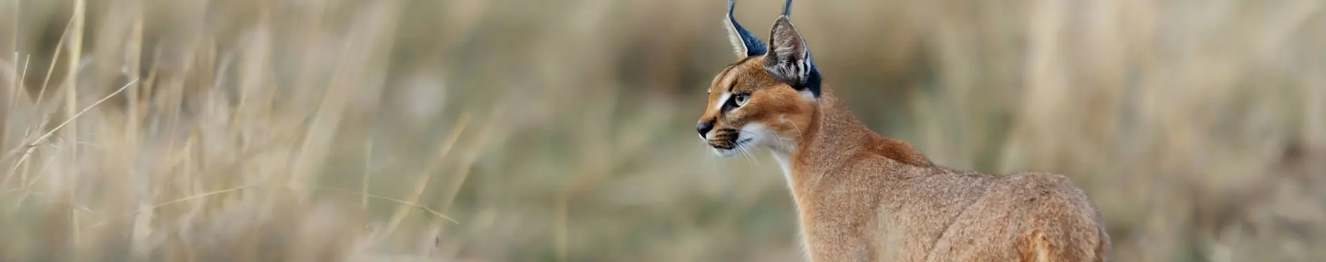 Afrikaanse caracal