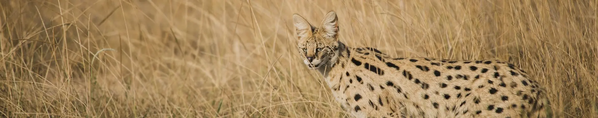 Afrikaanse serval