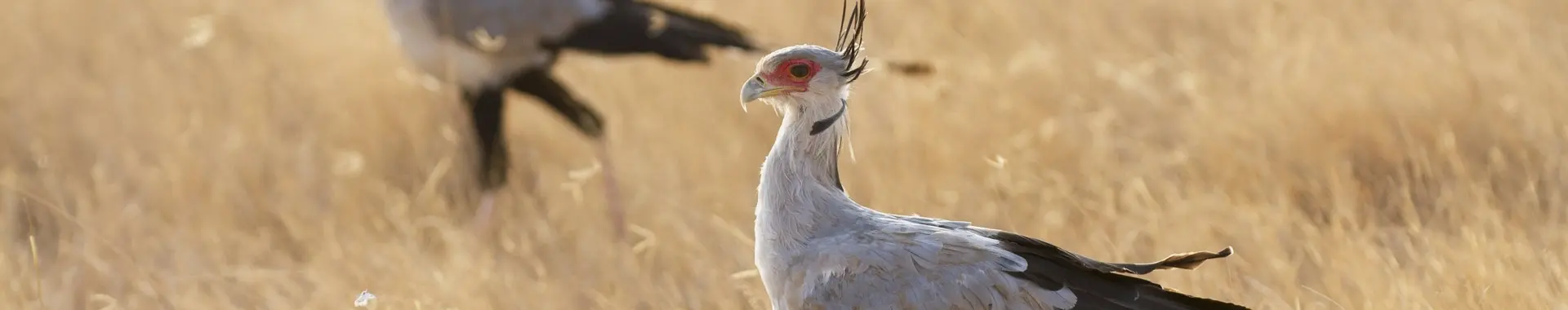 Afrikaanse secretarisvogel