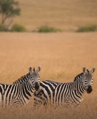 Arusha Nationaal Park