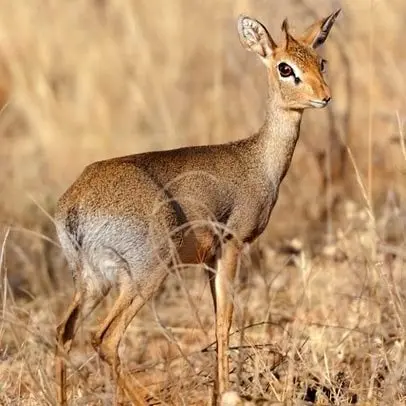 Dikdik