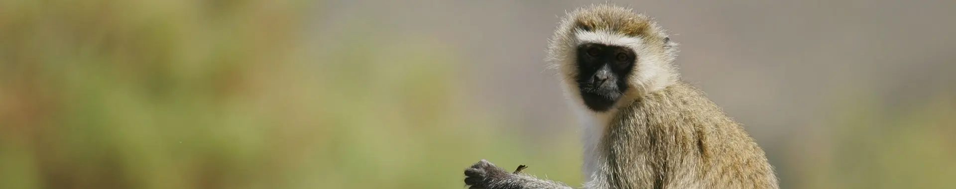 Afrikaanse groene meerkat