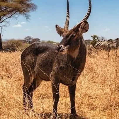 Waterbok