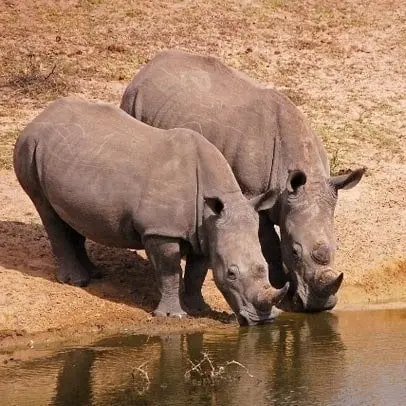 Neushoorn
