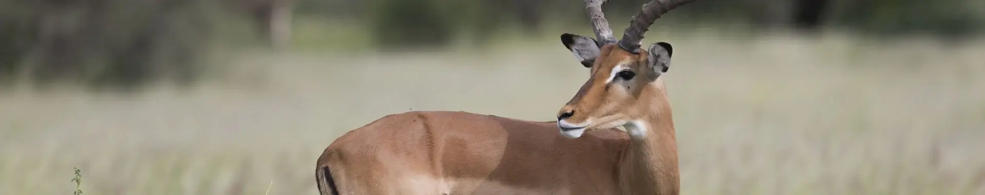 Afrikaanse impala
