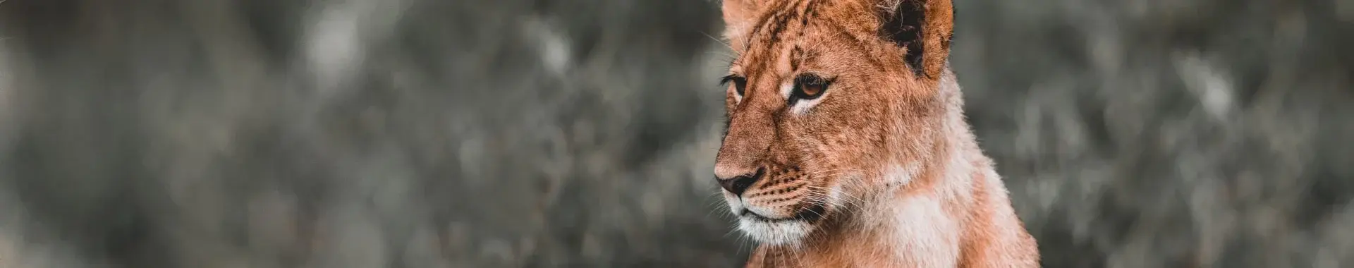 Ruaha Nationaal Park