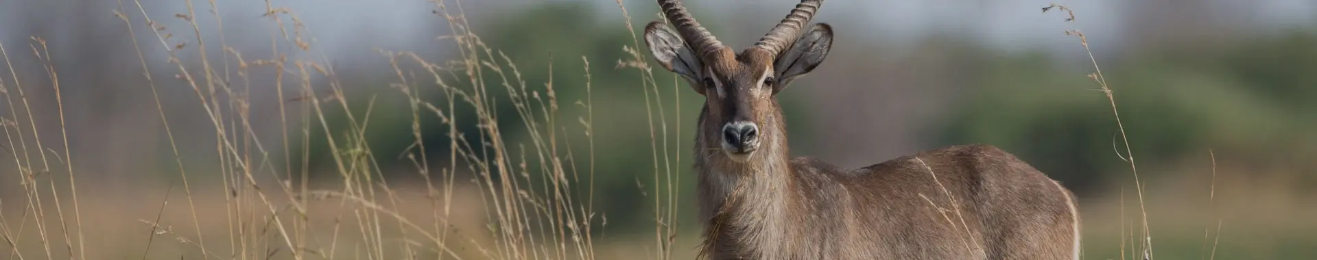Afrikaanse waterbok